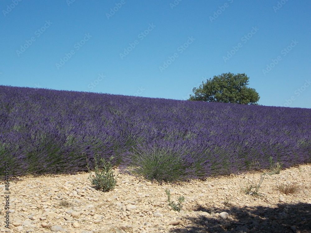 Obraz premium lavande