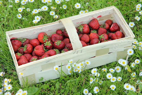 Fresh strawberries in a punnet on the grass
