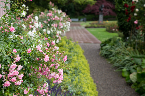 Wallpaper Mural Blutrote Rosen mit Dornen Torontodigital.ca