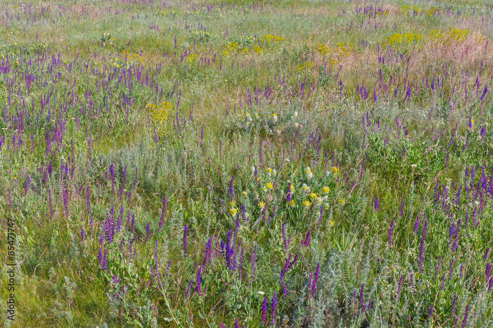 Naklejka premium Summer field with wild sage flowers - outdoor natural drugstore