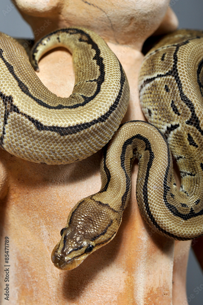 Obraz premium python regius pinstripe