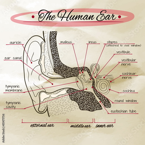die Struktur des menschlichen Ohrs auf das Altpapier
