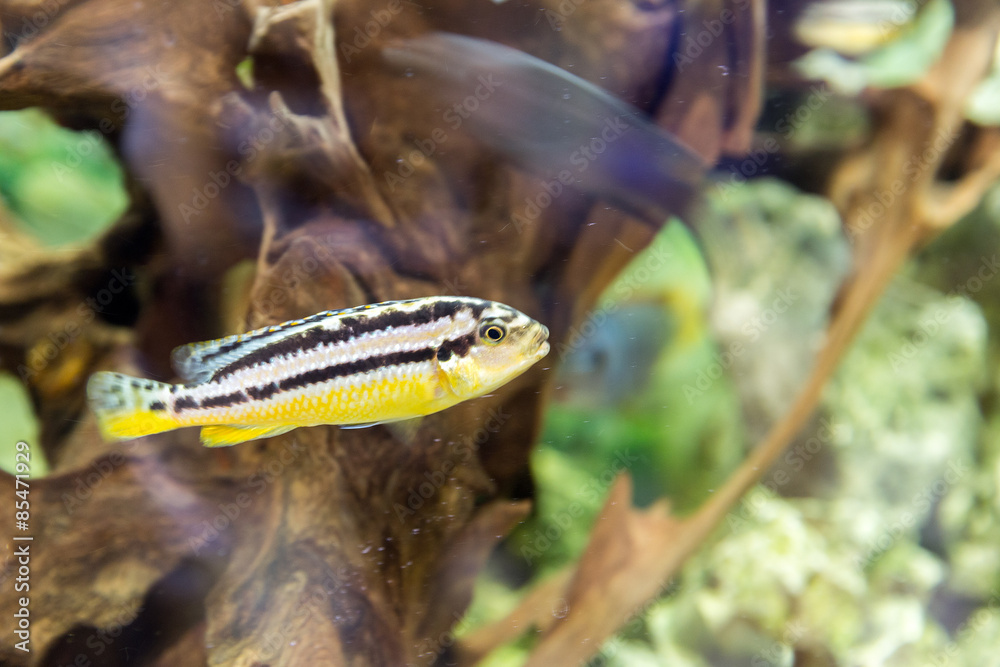 Malawi cichlids. Fish of the genus Cynotilapia
