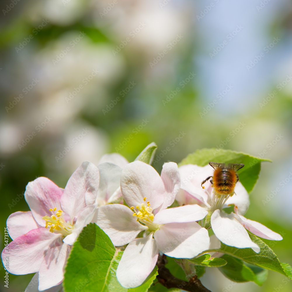 Blühender Obstbaum im Frühling Blühender Obstbaum im Frühling