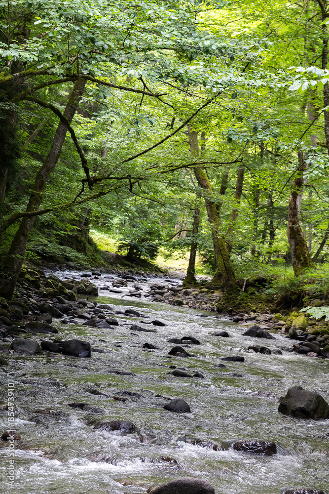 Obraz premium Mountain River in the wood