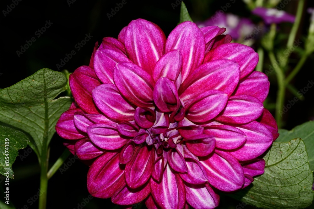 Obraz premium Pink Dahlia