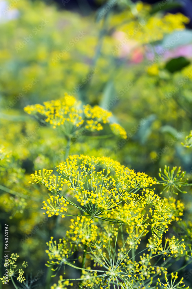 Fototapeta premium Dill flowers