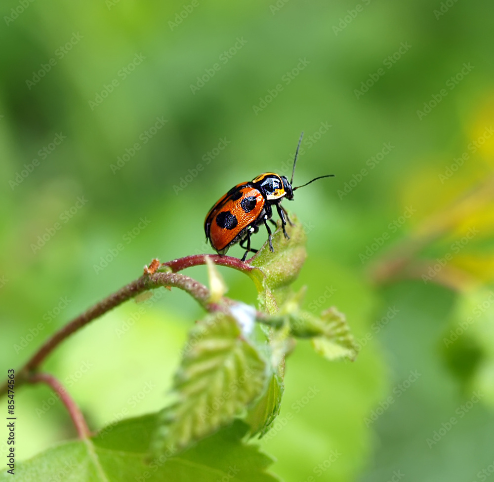 Ladybird on green blade of grass Ladybird on green blade of grass