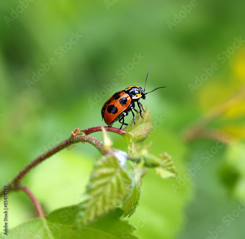 Ladybird on green blade of grass
