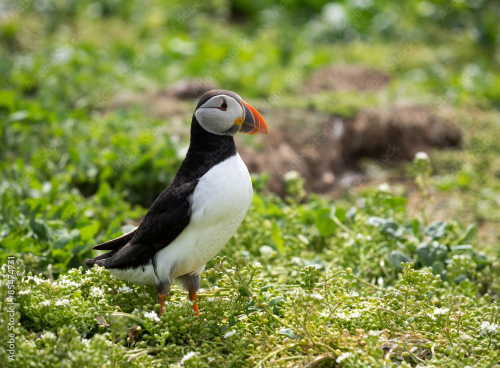 Naklejka premium Farne Island Puffins