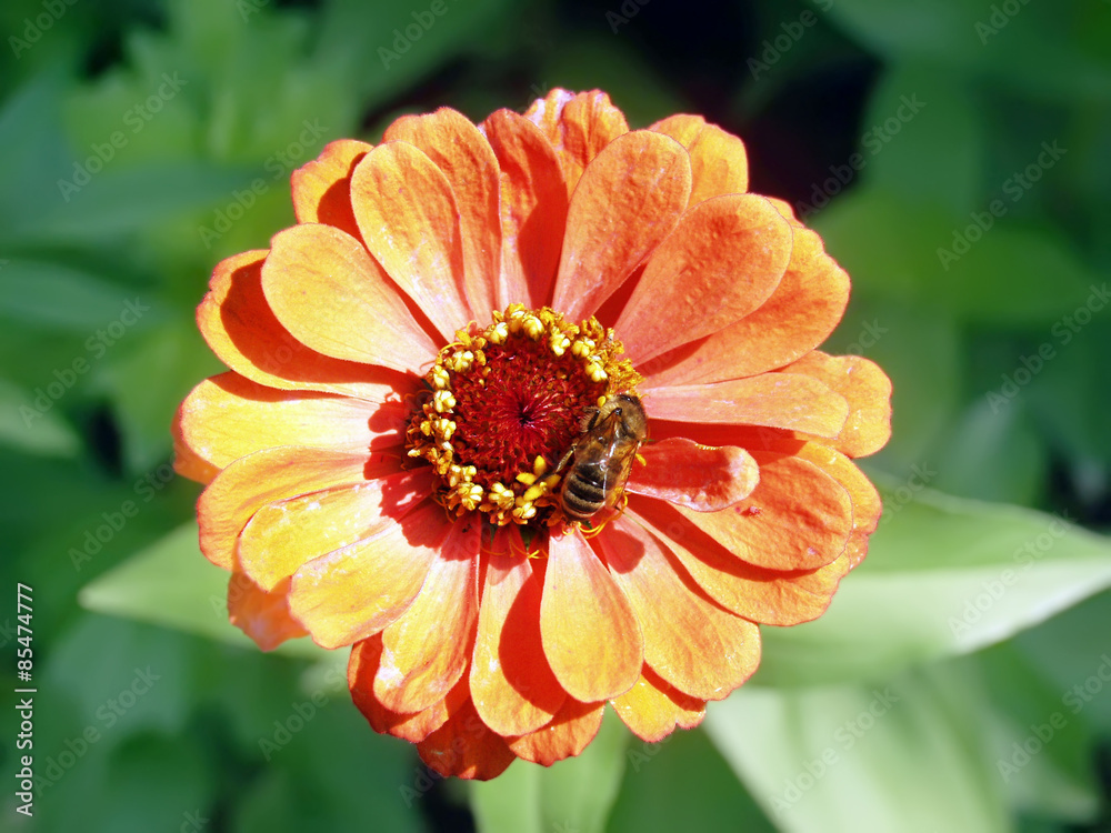 Zinnia with Bee Zinnia with Bee