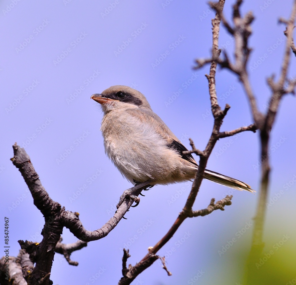 Fototapeta premium Gray shrike perched on tree branch