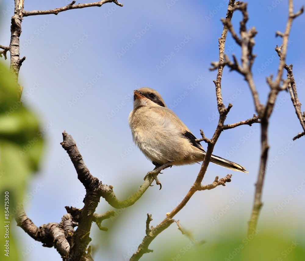 Obraz premium Gray shrike perched among tree branches