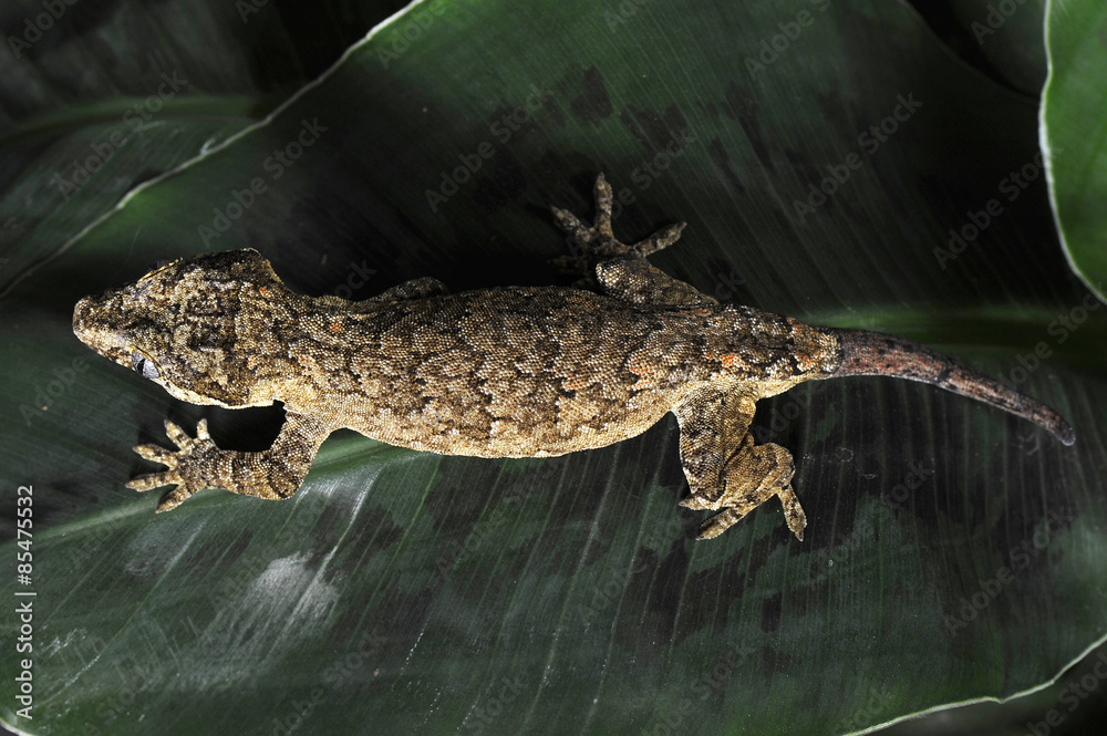 Naklejka premium gecko ou racodactylus auriculatus