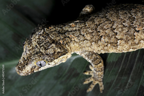 gecko ou racodactylus auriculatus
