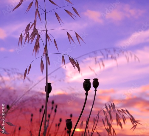Seedpods of poppies and oats at dawn