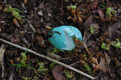 Broken eggshell of a thrush on the forest floor.