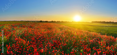 Poppy field at sunrise