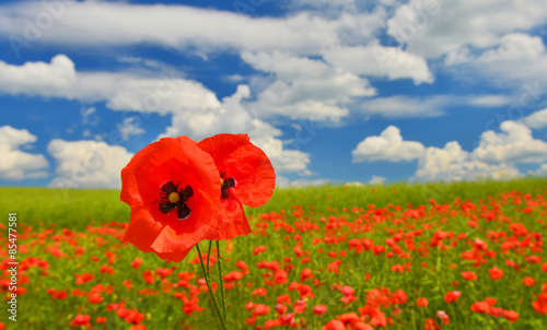 Fototapeta Naklejka Na Ścianę i Meble -  Poppy couple