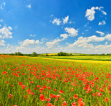 Green meadow with poppies in summer countryside