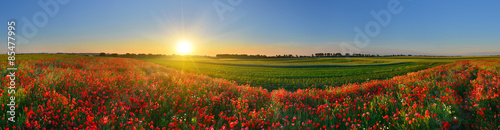 Panorama of poppy field in sunrise countryside