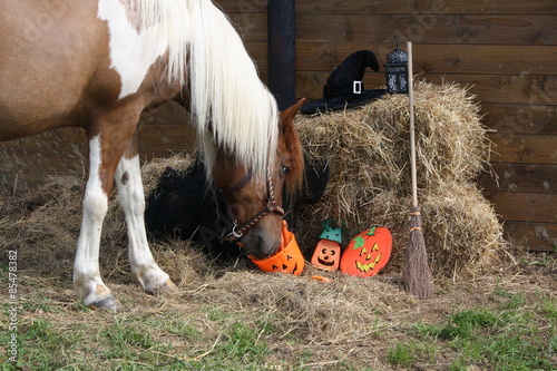 Halloween pour une ponette