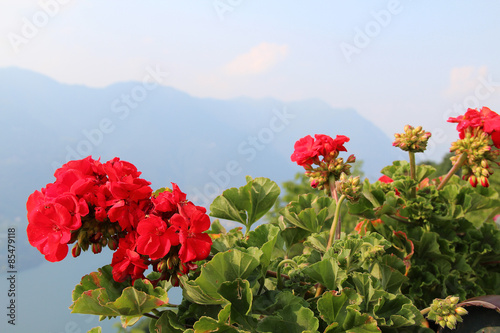 Flowers on the observation deck in the city of Como. Italy.