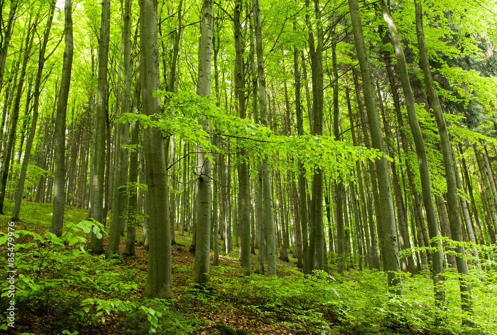 fairytale fresh green forest in the spring with sunlight fairytale fresh green forest in the spring with sunlight