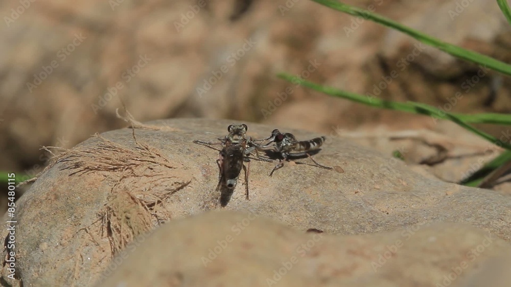 Parade nuptiale et accouplement de deux mouche (asilidae) de rivière Parade nuptiale et accouplement de deux mouche (asilidae) de rivière
