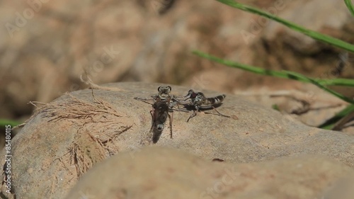 Parade nuptiale et accouplement de deux mouche (asilidae) de rivière photo