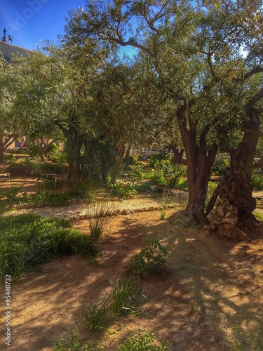 Garten Gethsemane Fototapeta
