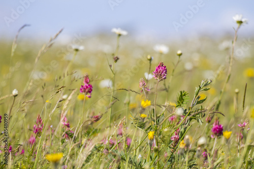 Fototapeta Naklejka Na Ścianę i Meble -  pretty wild flowers in meadow