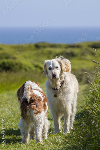 retriever pet dog meeting a new friend