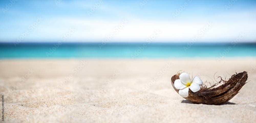 Naklejka premium White frangipani flower in frangipani flower