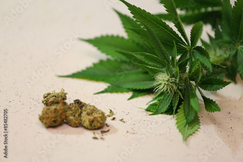 A close up view of cured weed buds along with a marijuana plant that has a flower growing. 