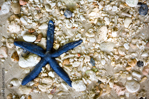 Blue starfish in the sea