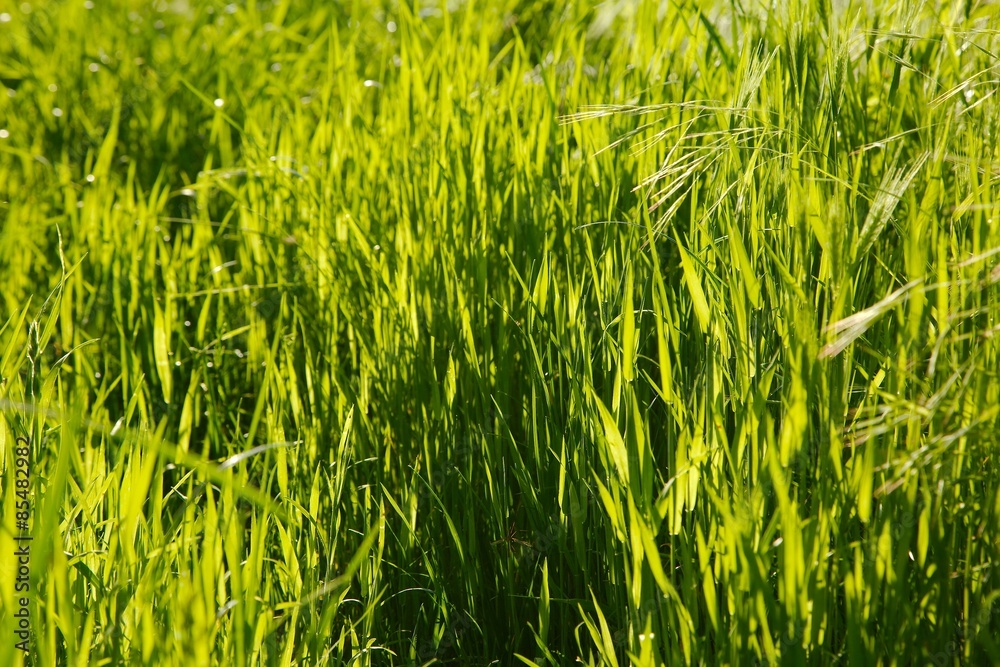 Obraz premium Green Grass