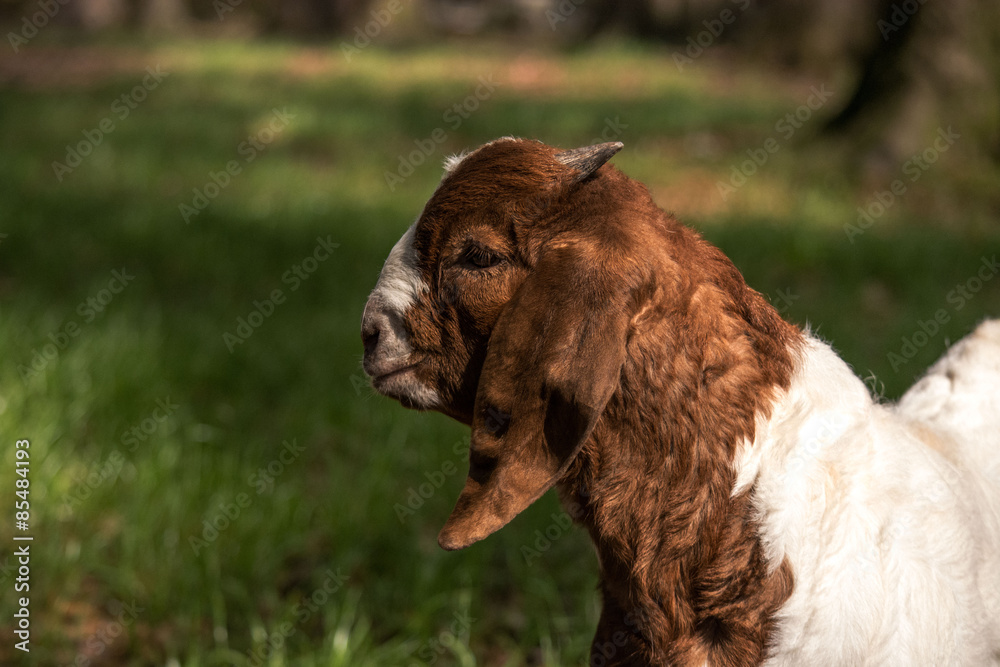 Obraz premium Boer goat kid in a pasture
