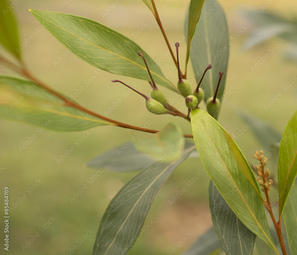Fototapeta premium Grevillea orange marmalade with green seed pods