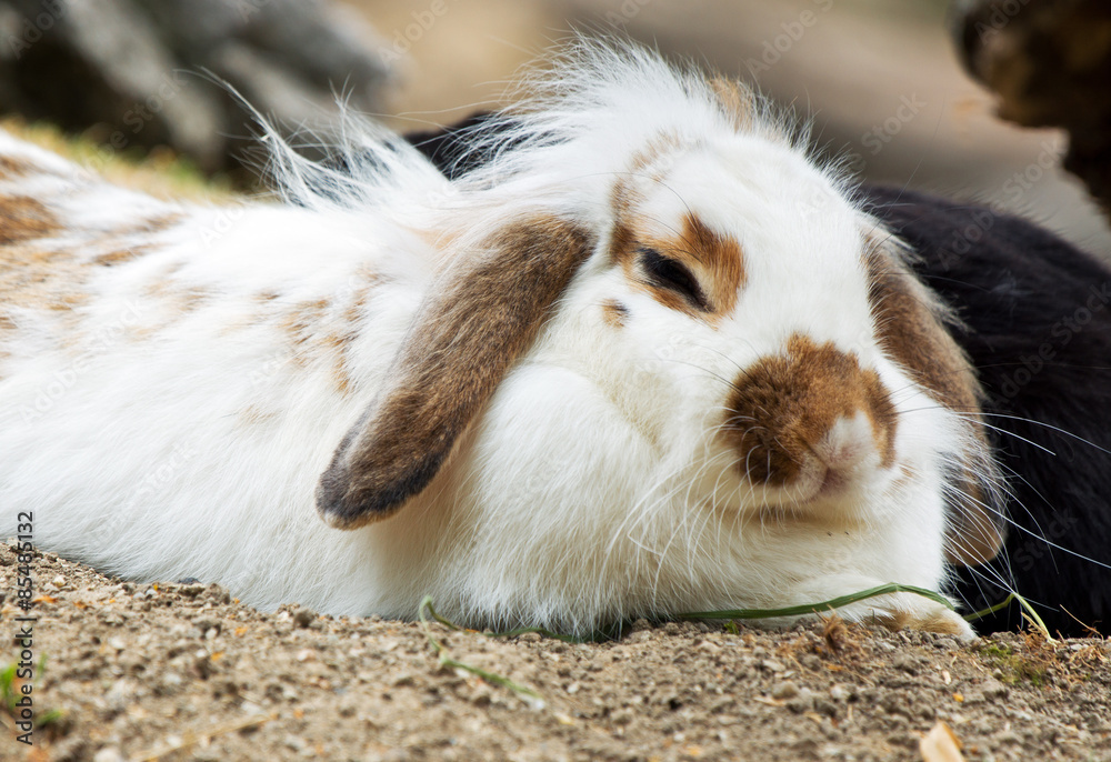 Obraz premium cute bunny sleeping