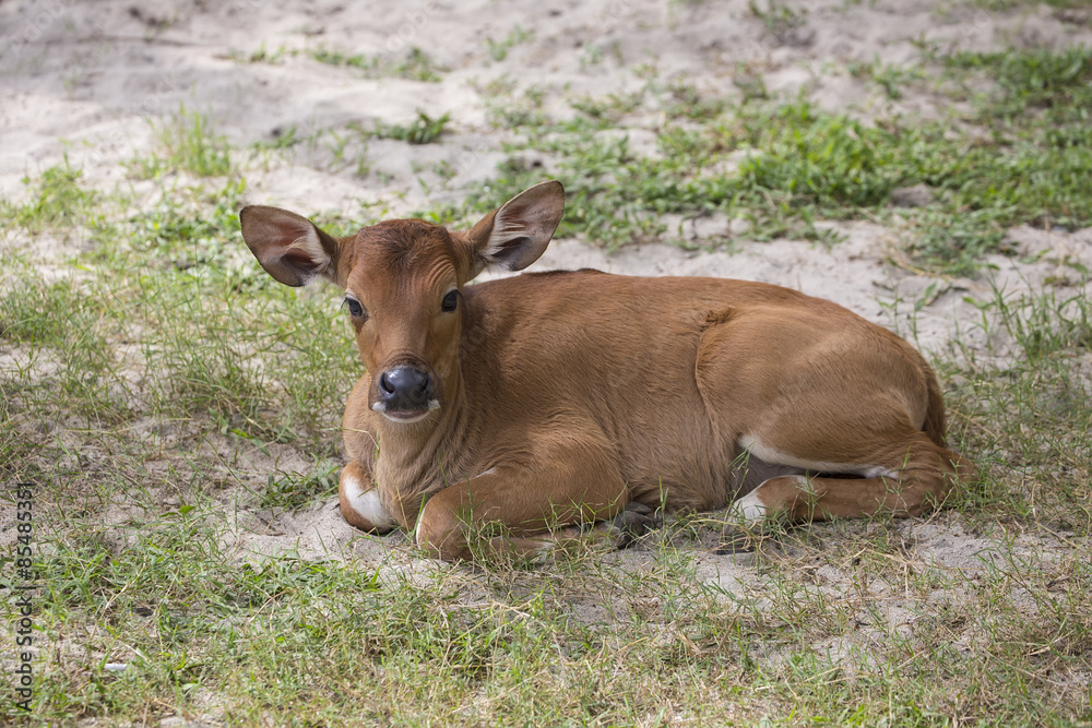 Balinese domestic cattle, calf, Bali Indonesia Balinese domestic cattle, calf, Bali Indonesia