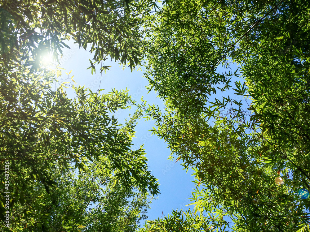 Fototapeta premium Light through trees