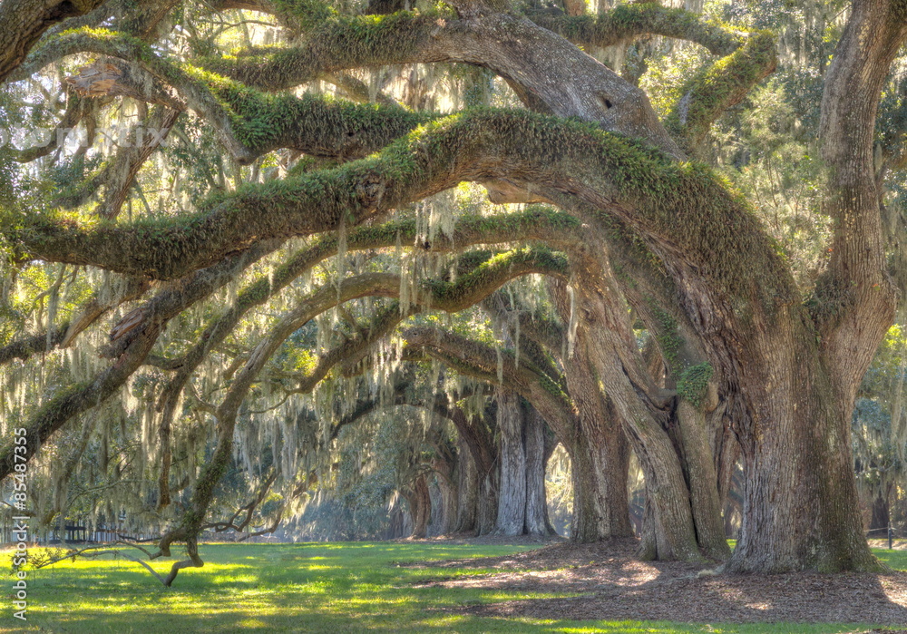 Obraz premium Live Oak Tree 
