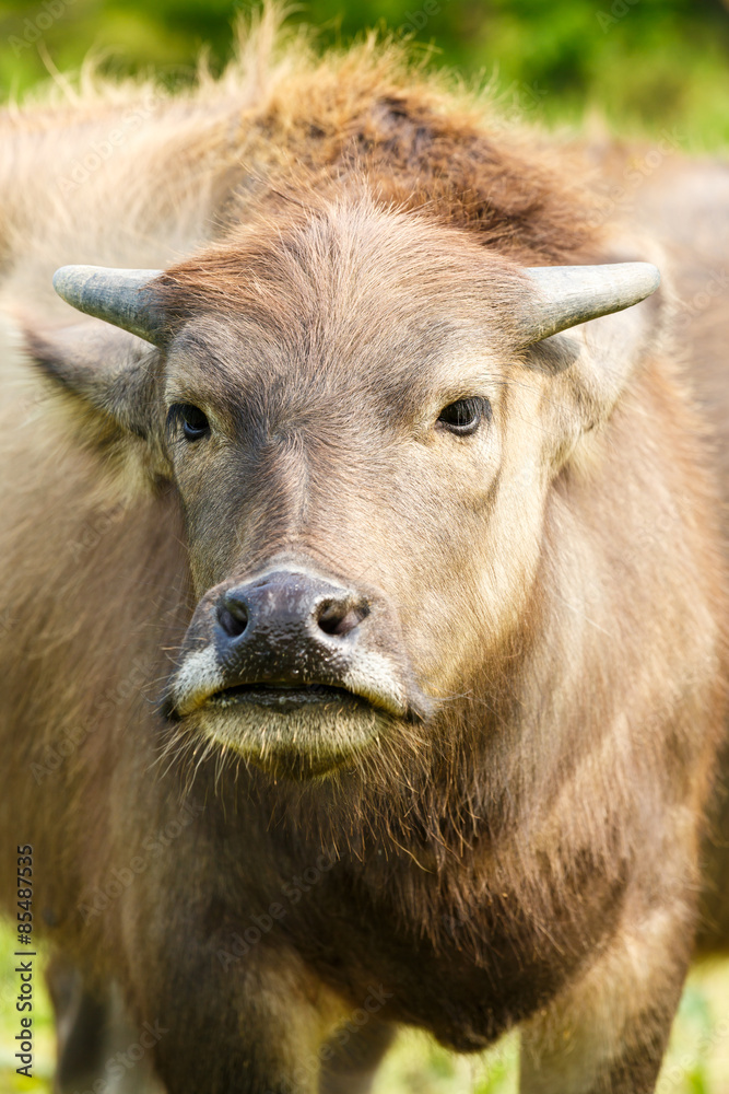 Lovely small  water buffalo close up