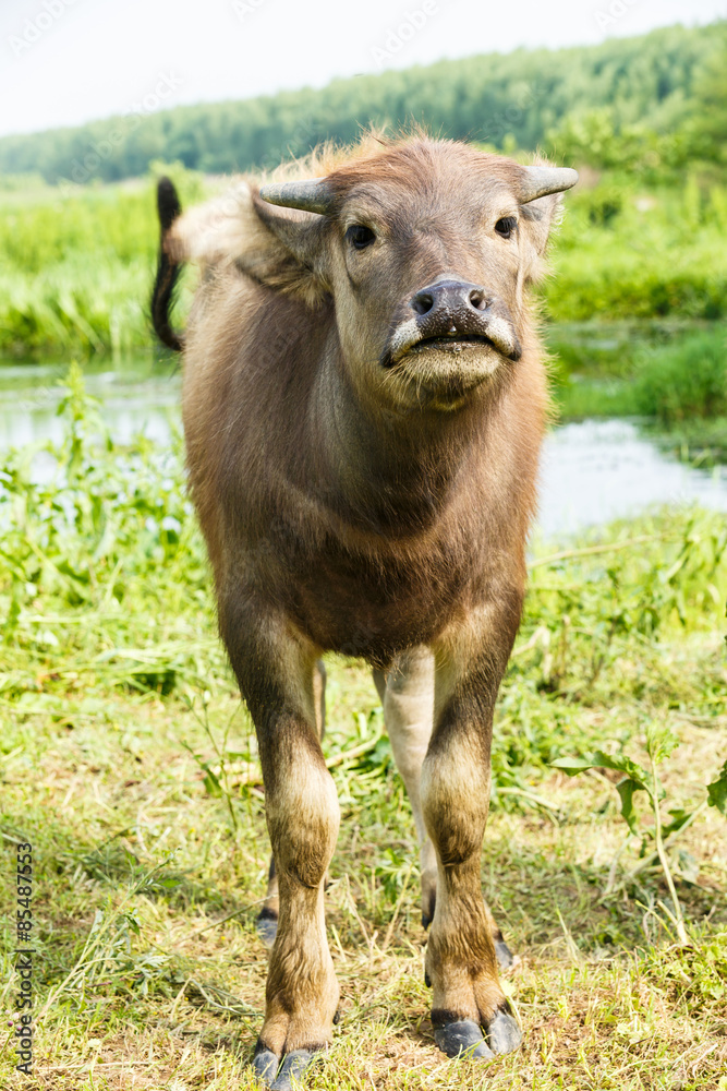 Lovely small water buffalo close up Lovely small water buffalo close up