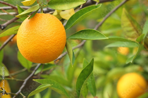 Close up of orange growing on tree 