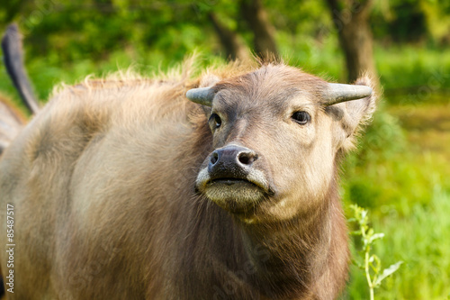 Lovely small water buffalo close up