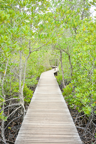 wooden walkway in mangrove forest