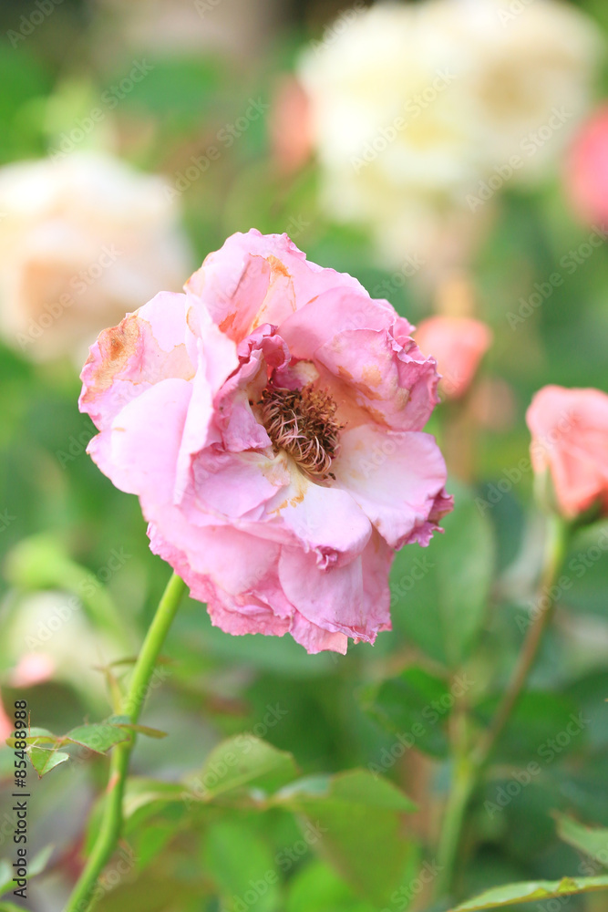 Fototapeta premium Vintage roses
