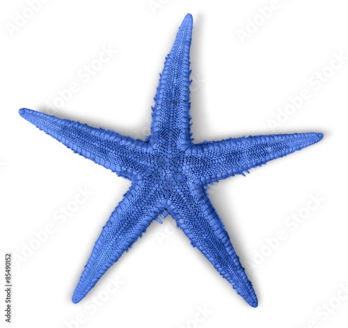 Star, fish, starfish.